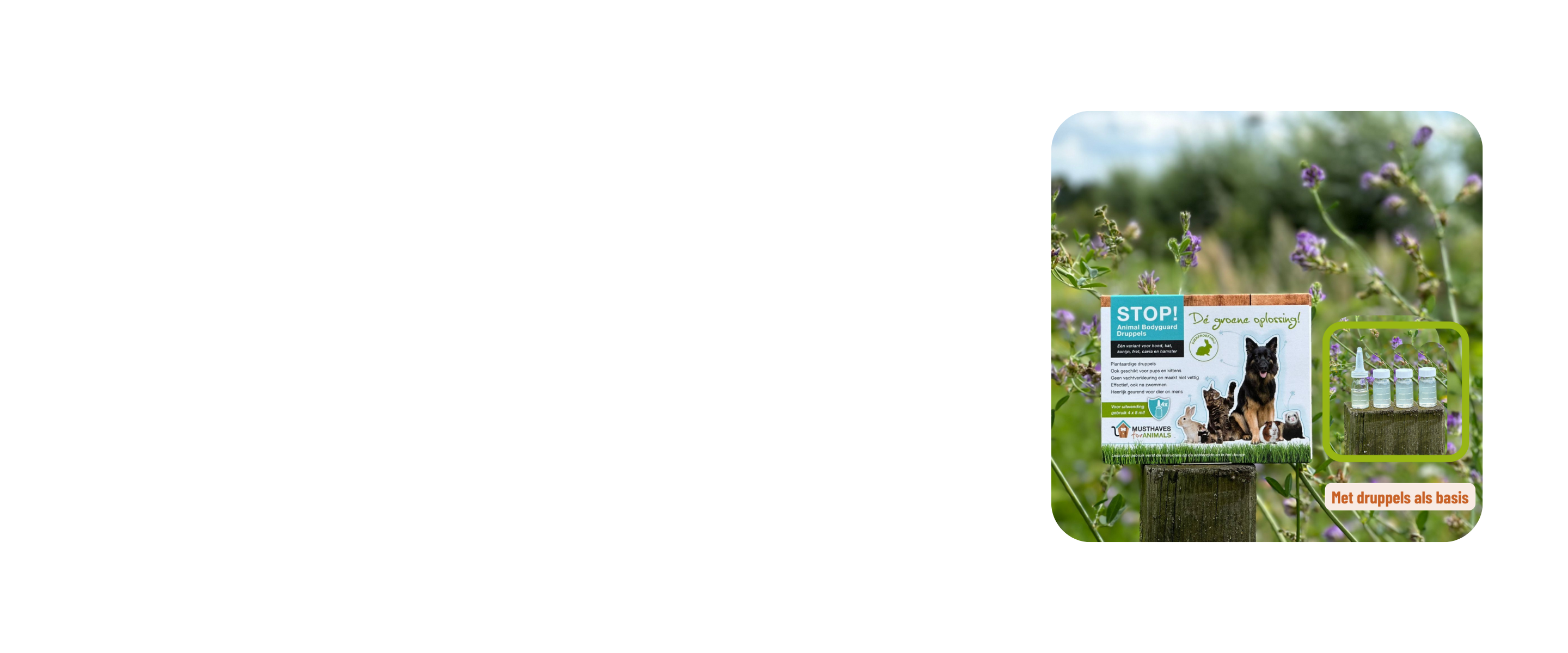 Header_Musthaves.png